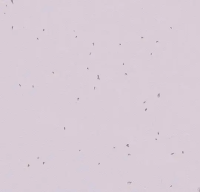 Sphera Energetic 50234 lilac